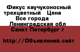 Фикус каучуконосный трехцветный › Цена ­ 500 - Все города  »    . Ленинградская обл.,Санкт-Петербург г.